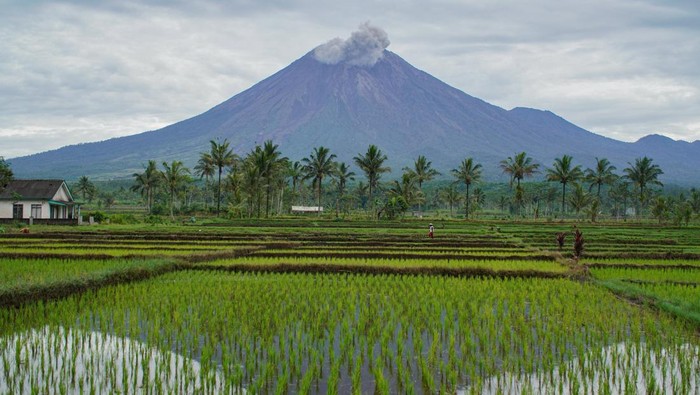 Gunung Semeru Aktif Luncurkan Abu Vulkanik Asap vulkanis keluar dari kawah Gunung Semeru terlihat dari Desa Supiturang, Lumajang, Jawa Timur, Selasa (11/3/2025). Bedasarkan data Pusat Vulkanologi Mitigasi Bencana Geologi (PVMBG) pada periode pengamatan Senin (10/3) pukul 00.00-24.00 WIB Gunung Semeru mengalami aktivitas vulkanik 55 kali gempa letusan atau erupsi dengan amplitudo 10-22 mm selama 65-184 detik, empat kali gempa hembusan dengan amplitudo 4-8 mm selama 32-55 detik, dan empat kali gempa tektonik jauh dengan amplitudo 5-25 mm S-P 13-41 detik selama 35-97 detik. ANTARA FOTO/Irfan Sumanjaya/foc.