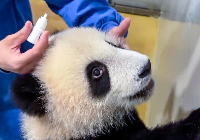 Mata anak panda cedera karena terlalu semangat bermain