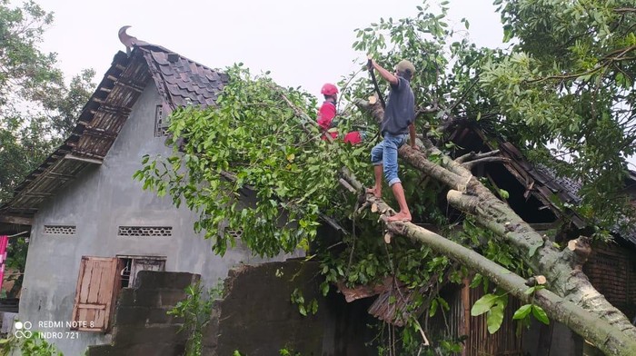 Petugas mengevakuasi pohon tumbang akibat cuaca ekstrem di Sleman, Selasa (11/3/2025).