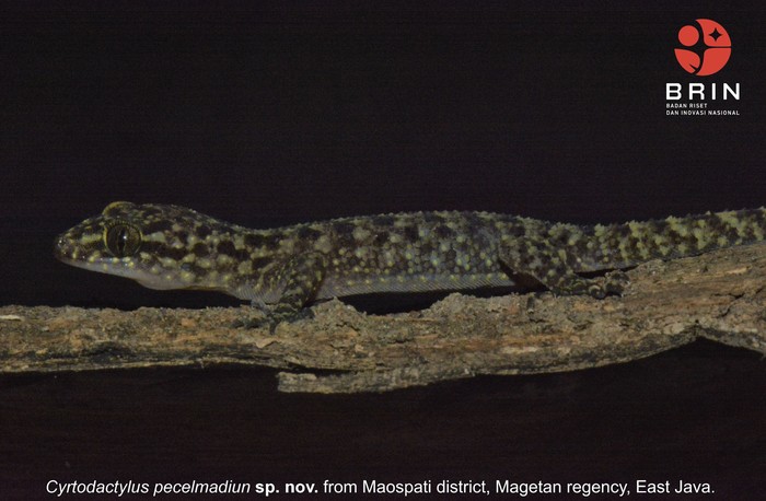 Spesies Baru Cecak Jarilengkung di Jatim: Cyrtodactylus pecelmadiun