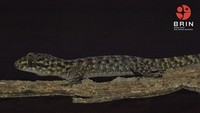 Spesies baru cecak ditemukan di Jawa Timur. Cecak jarilengkung ini dinamai: Cyrtodactylus pecelmadiun. Foto: (Dokumentasi BRIN)