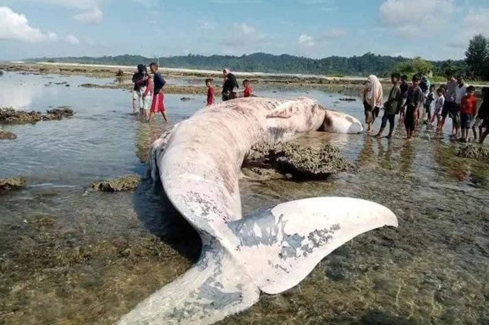 Warga mengamati bangkai paus terdampar di Pantai Desa Angkeo, Kecamatan Teupah Barat, Kabupaten Simeulue, Aceh (dok.Antara)