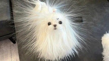 Bulu-bulunya pada berdiri tegak nih, apa tandanya petir akan datang? Foto: Boredpanda