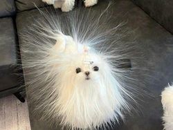 Kelakuan Absurd Hewan Bikin Ngakak