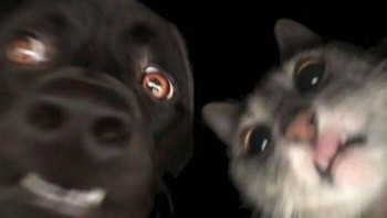 “Hei, kamu baik-baik saja? Tolong jangan beritahu ibu!” Foto: Boredpanda