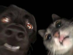 Kelakuan Absurd Hewan Bikin Ngakak