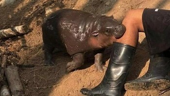 Nyam, nyam, nyam aku lapar. Foto: Boredpanda