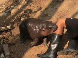 Kelakuan Absurd Hewan Bikin Ngakak