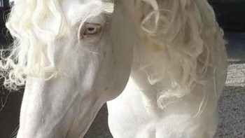 Kuda yang sangat fotogenik. Foto: Boredpanda