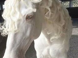 Kelakuan Absurd Hewan Bikin Ngakak