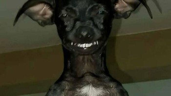 Jangan memberi makan setelah tengah malam. Foto: Boredpanda