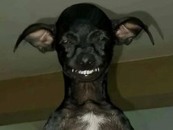 Kelakuan Absurd Hewan Bikin Ngakak