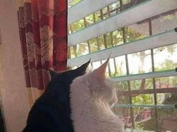 Kelakuan Absurd Hewan Bikin Ngakak