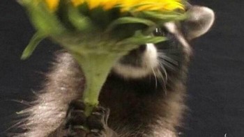 Cute, persembahan bunga dari rakun. Foto: Boredpanda