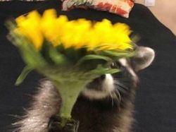 Kelakuan Absurd Hewan Bikin Ngakak