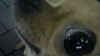 Tatapan matanya seperti sedang merayu. Foto: Boredpanda