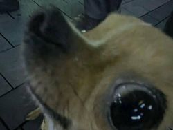 Kelakuan Absurd Hewan Bikin Ngakak