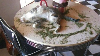 Enak tidur di meja meski kotor. Foto: Boredpanda