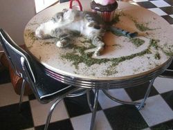 Kelakuan Absurd Hewan Bikin Ngakak