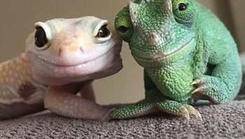 Foto yang manis dari nenek dan Kakek. Foto: Boredpanda