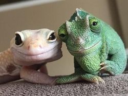 Kelakuan Absurd Hewan Bikin Ngakak