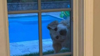 “Bolehkah saya masuk sekarang?” Foto: Boredpanda