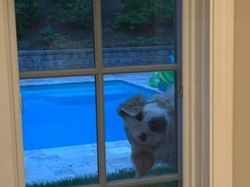 Kelakuan Absurd Hewan Bikin Ngakak