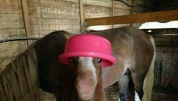 Topi mangkuk. Foto: Boredpanda