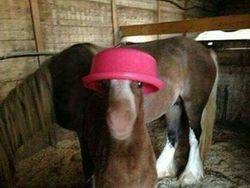 Kelakuan Absurd Hewan Bikin Ngakak