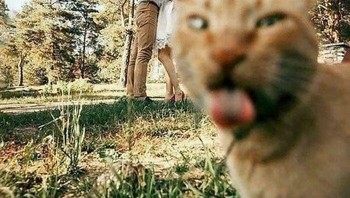 Gagal foto romantis deh, ada si meong. Foto: Boredpanda