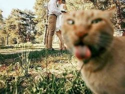 Kelakuan Absurd Hewan Bikin Ngakak