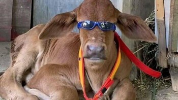 Whats up bro! Foto: Boredpanda