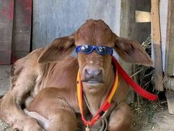 Kelakuan Absurd Hewan Bikin Ngakak