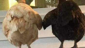 Mari berpegangan tangan. Foto: Boredpanda