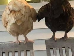 Kelakuan Absurd Hewan Bikin Ngakak