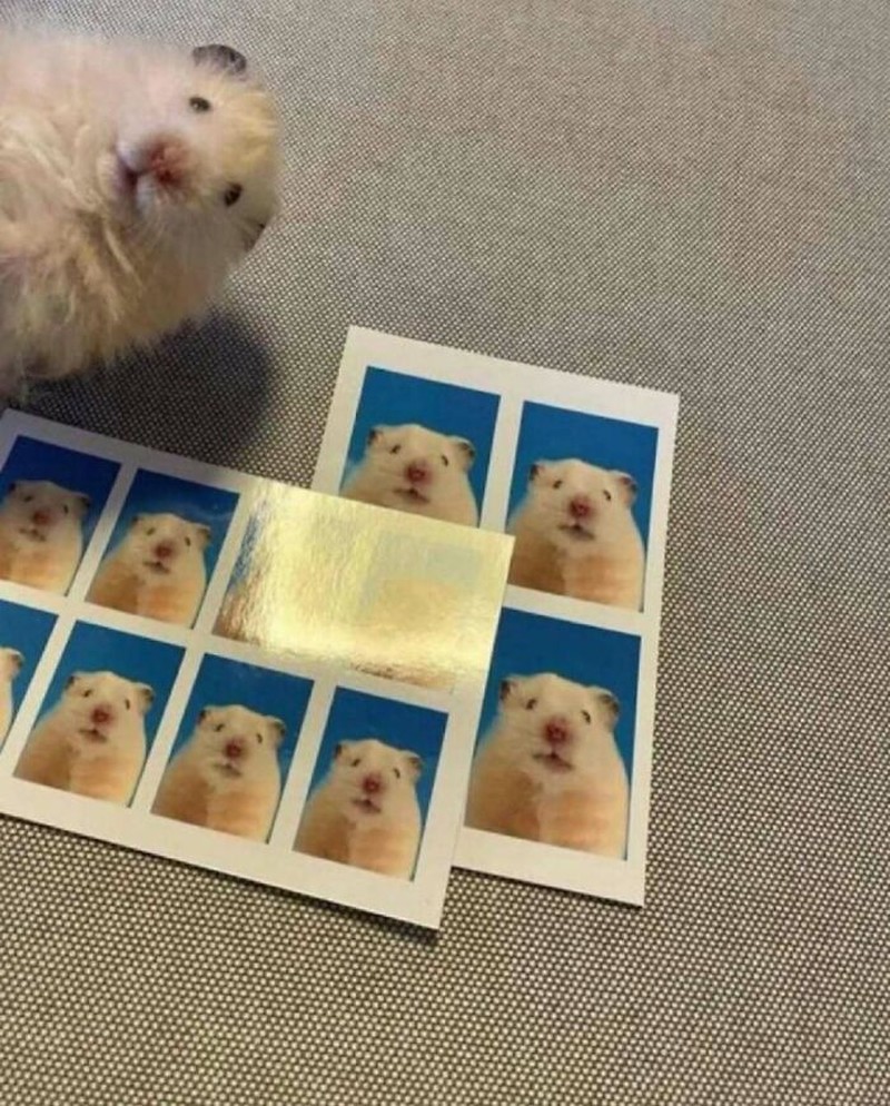 Aksi Random Hewan Bikin Ngakak