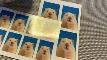 Pas photo hamster. Foto: Boredpanda