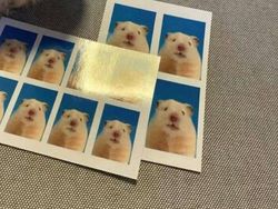 Kelakuan Absurd Hewan Bikin Ngakak