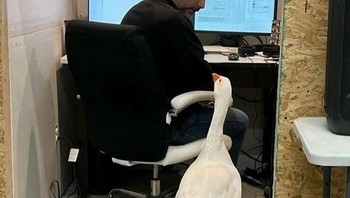 Saya mau ikut kerja, boleh bang? Foto: Boredpanda