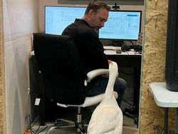 Kelakuan Absurd Hewan Bikin Ngakak