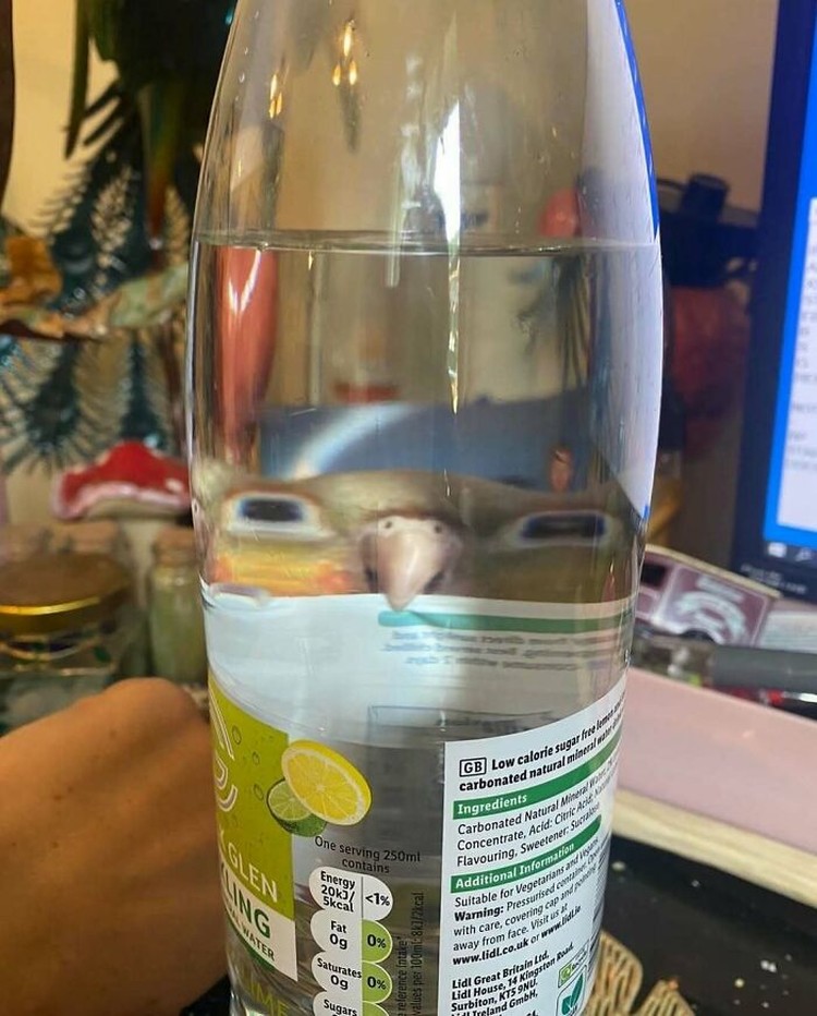 Aksi Random Hewan Bikin Ngakak Aksi Random Hewan Bikin Ngakak