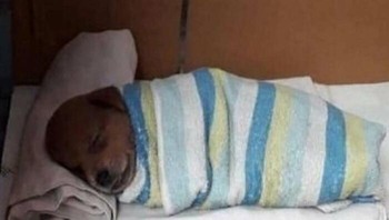 Bobo siang dulu. Foto: Boredpanda