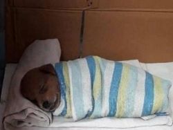 Kelakuan Absurd Hewan Bikin Ngakak