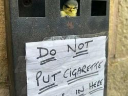 Kelakuan Absurd Hewan Bikin Ngakak