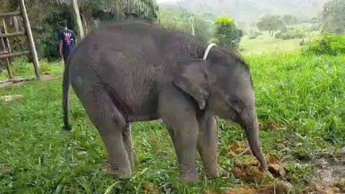 Anak gajah setelah dievakuasi ke PLG Minas. (Dok BBKSDA Riau)