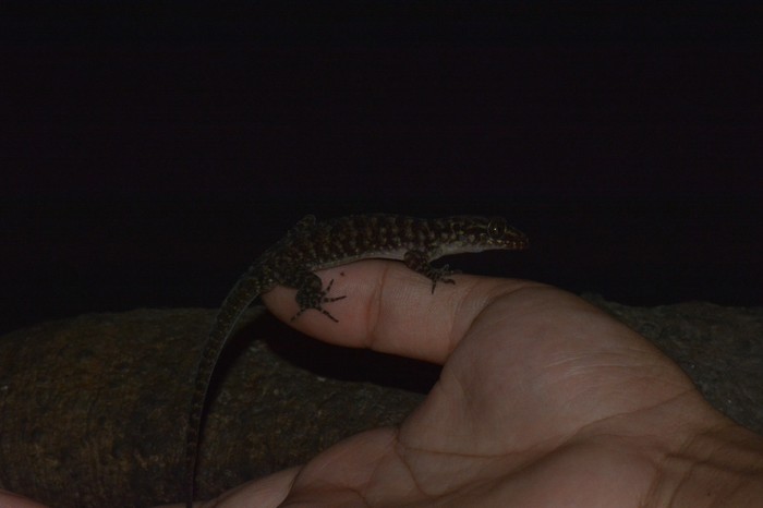 Cicak ini untuk jantan dewasa memiliki panjang tubuh (Snout-Vent Length/SVL) hingga 67,2 mm, sementara betina mencapai 59,0 mm