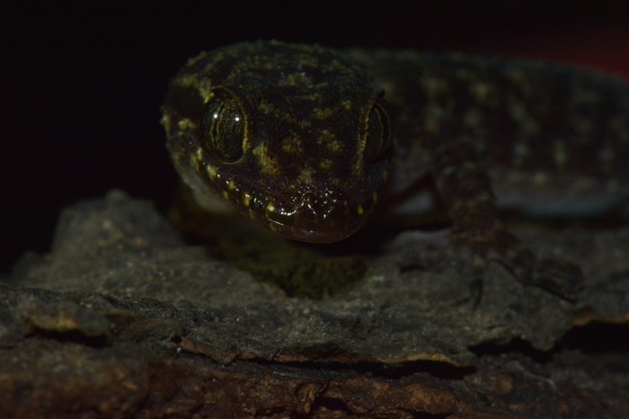 Ciri khususnya yakni terdapat 18-20 baris tuberkular dorsal yang tidak teratur di bagian tengah tubuh, yaitu 26-28 baris tuberkular antara ketiak dan selangkangan, serta 28-34 baris sisik perut.