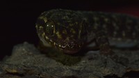 Ciri khususnya yakni terdapat 18-20 baris tuberkular dorsal yang tidak teratur di bagian tengah tubuh, yaitu 26-28 baris tuberkular antara ketiak dan selangkangan, serta 28-34 baris sisik perut. Foto: (Dokumentasi BRIN)