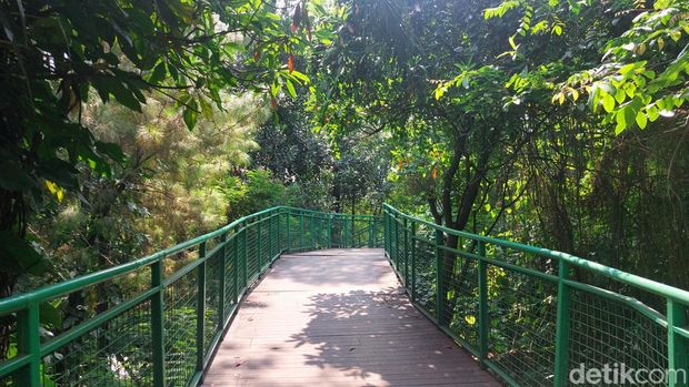 Forest Walk Babakan Siliwangi, salah satu tempat ngabuburit gratis di Bandung Forest Walk Babakan Siliwangi, salah satu tempat ngabuburit gratis di Bandung