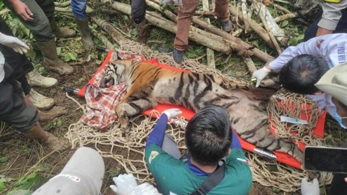 Harimau Sumatera yang diamankan BKSDA Sumbar di Agam